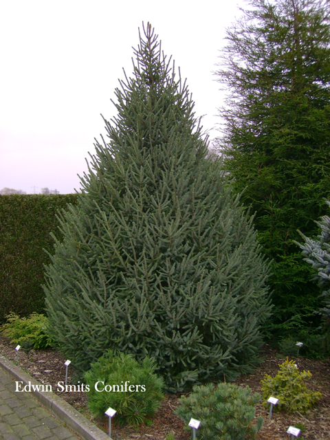 Picea balfouriana (Picea likiangensis </em>var.<em> balfouriana) 'Filip’s Conical'